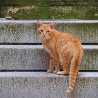 schönes braunes streunendes Katzenporträt auf der Straße foto