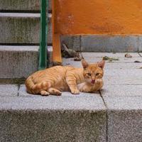 schönes braunes streunendes Katzenporträt auf der Straße foto