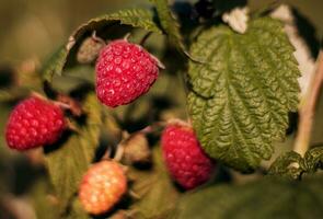 saftig Himbeeren im das Sonne foto