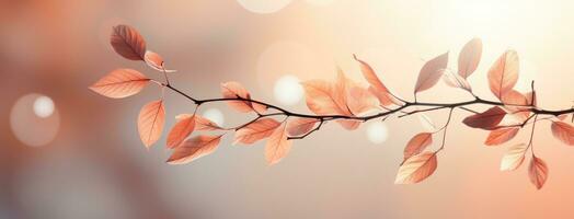 Herbstlaub Hintergrund foto