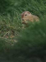 Europäisches Grundeichhörnchen foto