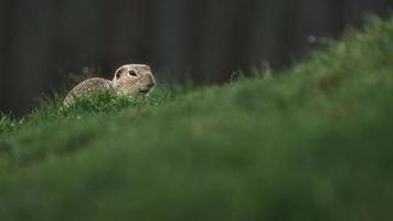 Europäisches Grundeichhörnchen foto