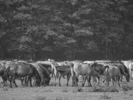 Wildpferde in Westfalen foto