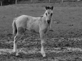 Wildpferde in Westfalen foto