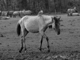 wild Pferde und Fohlen foto