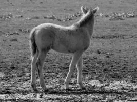 wild Pferde und Fohlen foto