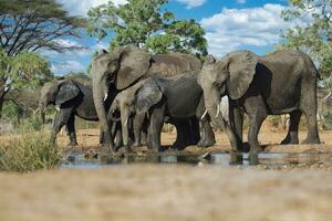 Elefant beim chobe National Park, Botswana foto