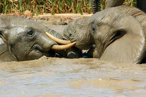 Elefanten im addo National Park, Süd Afrika foto