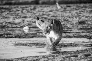 ein schwarz und Weiß Foto von ein Löwe Gehen durch Wasser