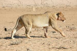 Löwen im das kgalagadi grenzüberschreitend Park, Süd Afrika foto