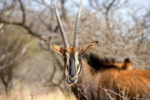 Zobel Antilope beim Krüger National Park foto