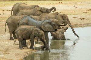 Elefanten beim hwange National parl, Zimbabwe foto