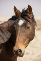 wild Pferd von garub, Namibia foto