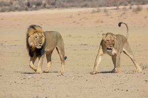 Löwen im das kgalagadi grenzüberschreitend Park, Süd Afrika foto