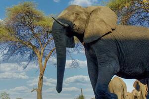 Elefant beim chobe National Park, Botswana foto