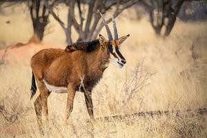 ein braun Antilope Stehen im das Gras foto