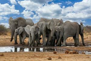 ein Herde von Elefanten Trinken Wasser von ein Bewässerung Loch foto