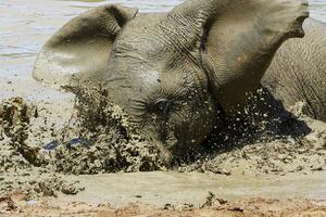 Elefant im Ethosa National Park, Namibia foto