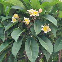 süß und bunt Blume mit Grün Blätter im ein tropisch Land. foto