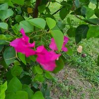 süß und bunt Blume mit Grün Blätter im ein tropisch Land. foto