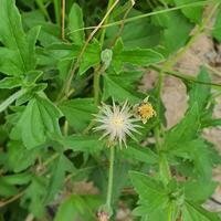 süß und bunt Blume mit Grün Blätter im ein tropisch Land. foto