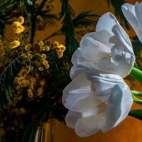 Weiß Tulpe und Mimose auf ein Orange Hintergrund foto