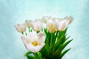 Weiß Tulpe auf ein Blau Hintergrund foto