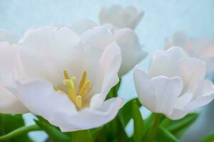 Weiß Tulpe auf ein Blau Hintergrund foto