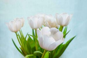 Weiß Tulpe auf ein Blau Hintergrund foto