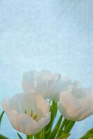 Weiß Tulpe auf ein Blau Hintergrund foto