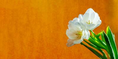 Weiß Tulpe auf ein Orange Hintergrund foto