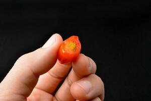 Traube Tomaten. schwarz Hintergrund mit beißen Markierungen foto