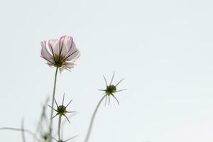 das Kosmos Blume Hintergrund im das Garten ist gepflanzt wie ein Zier Pflanze zum jene Wer mögen zu nehmen Bilder mit Kosmos Blumen zu nehmen ein Denkmal Foto im das riesig Feld von Kosmos Blumen.