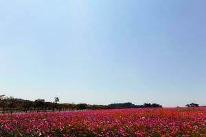 das Kosmos Blume Hintergrund im das Garten ist gepflanzt wie ein Zier Pflanze zum jene Wer mögen zu nehmen Bilder mit Kosmos Blumen zu nehmen ein Denkmal Foto im das riesig Feld von Kosmos Blumen.