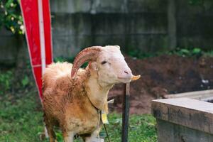 Weiß Ziege oder Schaf zum Qurban oder Opfern Festival Muslim Veranstaltung im Dorf mit Grün Gras foto