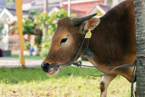 braun Kuh zum Qurban oder Opfern Festival Muslim Veranstaltung im Dorf mit Grün Gras foto