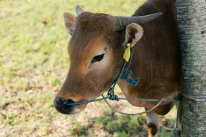 braun Kuh zum Qurban oder Opfern Festival Muslim Veranstaltung im Dorf mit Grün Gras foto