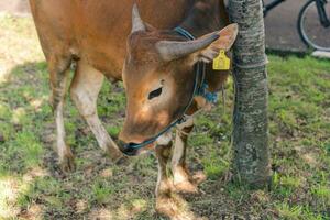 braun Kuh zum Qurban oder Opfern Festival Muslim Veranstaltung im Dorf mit Grün Gras foto