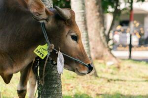 braun Kuh zum Qurban oder Opfern Festival Muslim Veranstaltung im Dorf mit Grün Gras foto