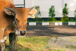 braun Kuh zum Qurban oder Opfern Festival Muslim Veranstaltung im Dorf mit Grün Gras foto