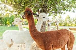 süßes alpaka mit lustigem gesicht, das sich am sommertag auf der ranch entspannt. heimische alpakas, die auf der weide im natürlichen öko-bauernhof-landschaftshintergrund grasen. Tierpflege und ökologisches Landwirtschaftskonzept foto