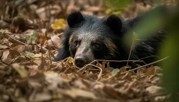 süß Hündchen Sitzung im Gras, suchen beim Kamera, spielerisch und flauschige generiert durch ai foto