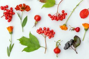 Herbst Blumen- Komposition. Pflanzen Viburnum Eberesche Beeren Dogrose Blumen bunt Blätter isoliert auf Weiß Hintergrund. fallen natürlich Pflanzen Ökologie Hintergrund Konzept. eben legen oben Sicht, Kopieren Raum foto