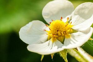 industriell Anbau von Erdbeeren. Busch von Erdbeere mit Blume im Frühling oder Sommer- Garten Bett Makro schließen hoch. natürlich wachsend von Beeren auf Bauernhof. Öko gesund organisch Essen Gartenbau Konzept foto