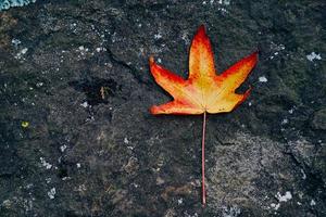 rotes Ahornblatt in der Herbstsaison foto