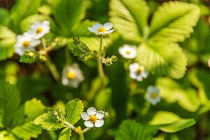 industriell Anbau von Erdbeeren. Busch von Erdbeere mit Blume im Frühling oder Sommer- Garten Bett. natürlich wachsend von Beeren auf Bauernhof. Öko gesund organisch Essen Gartenbau Konzept Hintergrund. foto