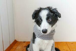 lustiges Studioporträt des süßen, lächelnden Welpenhundes Border Collie, der warme Kleidung, Schal um den Hals trägt, isoliert auf weißem Hintergrund foto