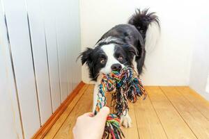 Lustiges Porträt eines süßen, lächelnden Hündchen-Border-Collie, der buntes Seilspielzeug im Mund hält. neues nettes Familienmitglied kleiner Hund zu Hause spielt mit dem Besitzer. Haustierpflege und Tierkonzept. foto