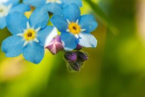 schön wild vergessen Sie mich nicht Myosotis Blume blühen Blumen im Frühling Zeit. schließen oben Makro Blau Blumen, selektiv Fokus. inspirierend natürlich Blumen- Blühen Sommer- Garten oder Park. foto