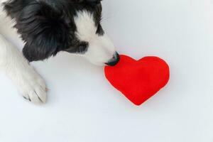 Lustiges Studioportrait von süßem, lächelndem Hündchen-Border-Collie mit rotem Herz isoliert auf weißem Hintergrund foto